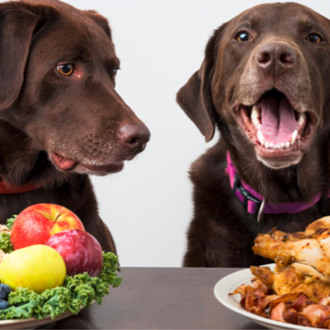 Dog Food & Water Bowls Australia, Fast Shipping