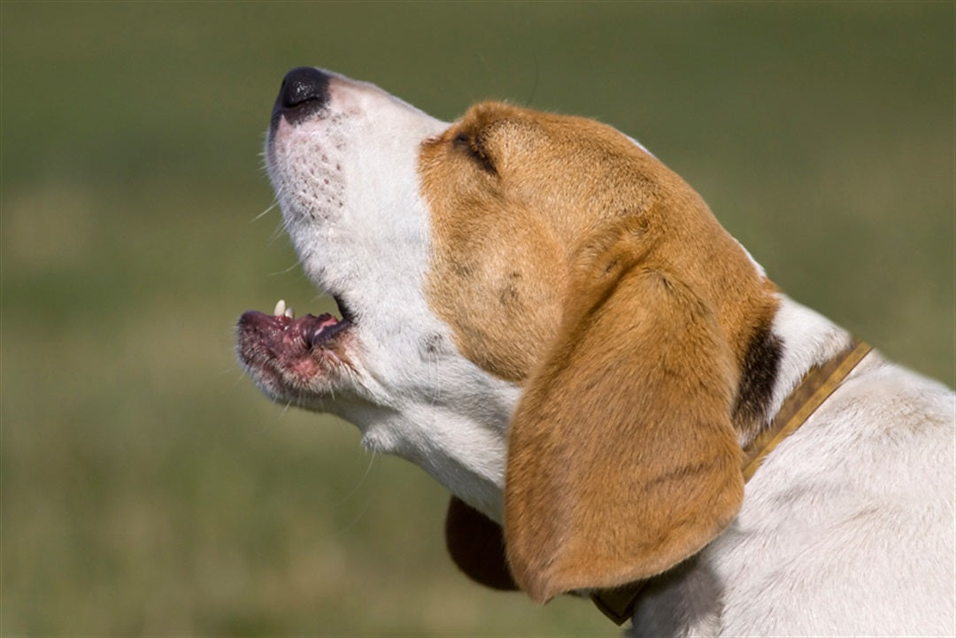 A beagle (dog) that is excessively barking 