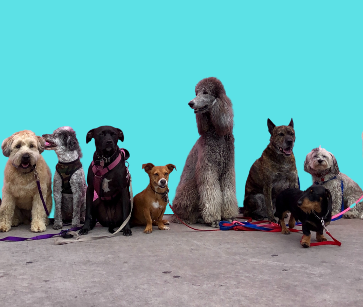 Best dog 2024 for therapy dog