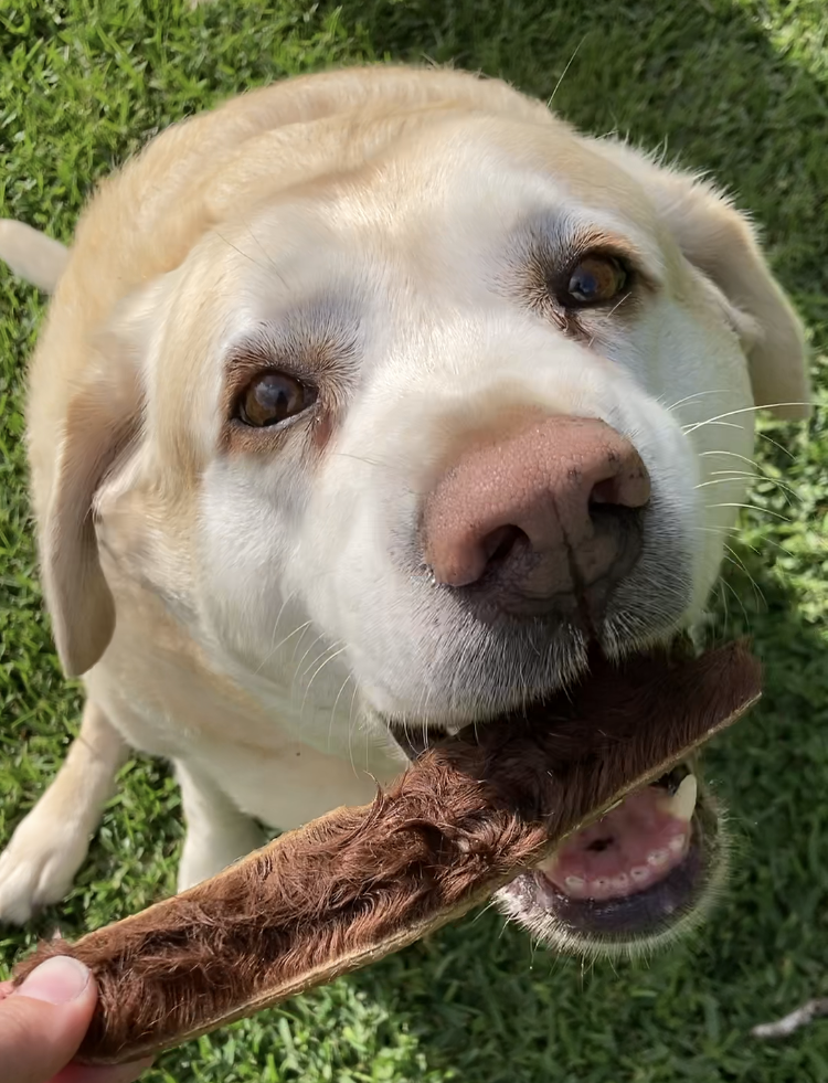Dog eating natural beef skin treat