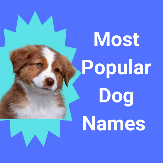 The most popular dog & puppy names of 2023