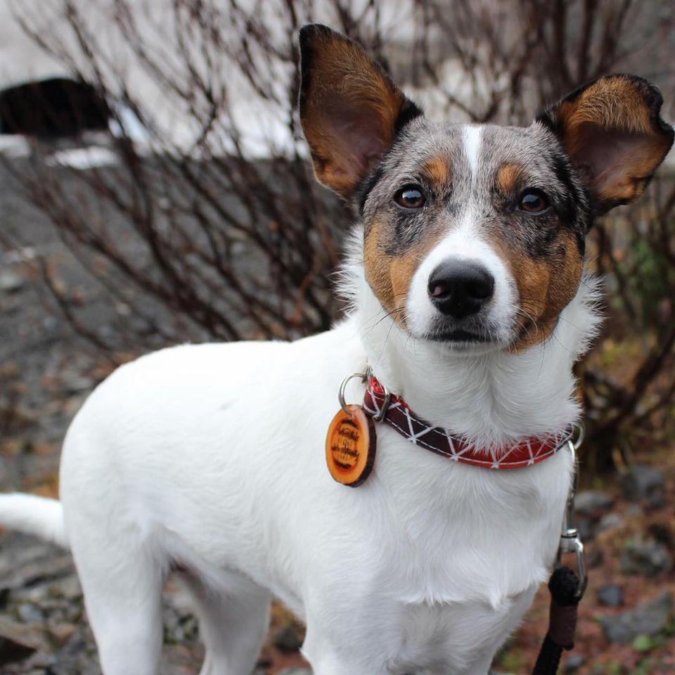 A Mutt (Mixed Breed Dog)