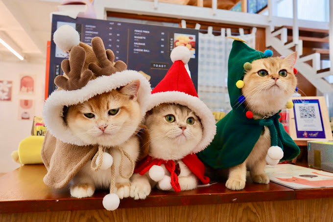 Pet trends - 3 cats dressed up in costumes