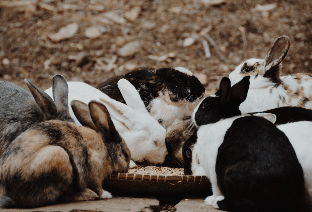 Rabbit eating a dried fruit treats