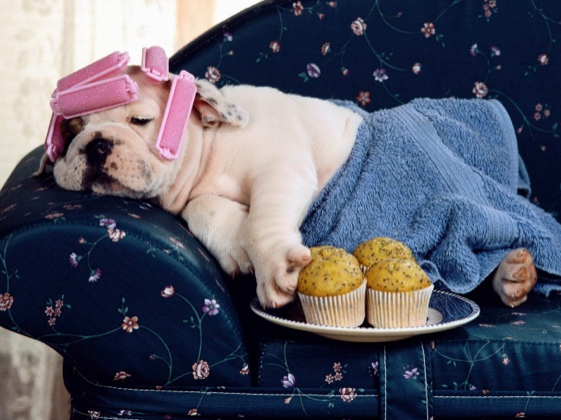 Small cute dog on couch