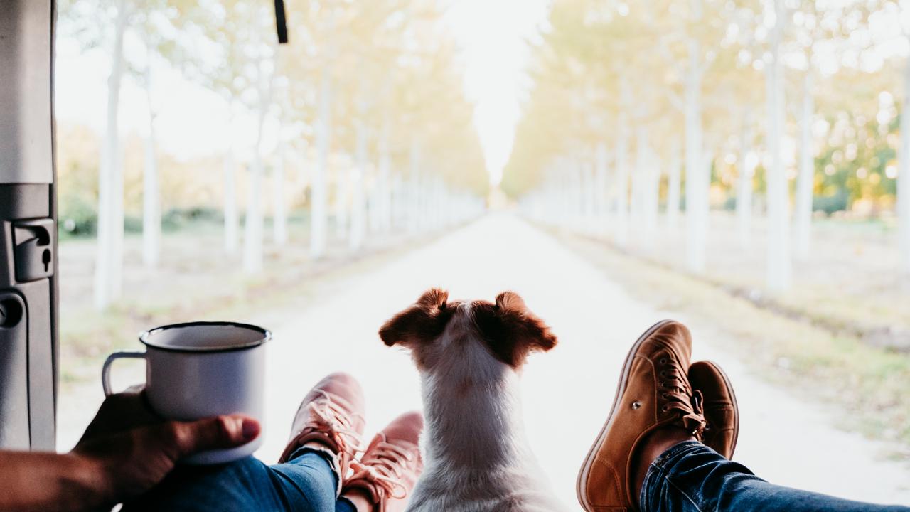 Dog looking out of the back van whilst travelling on holidays