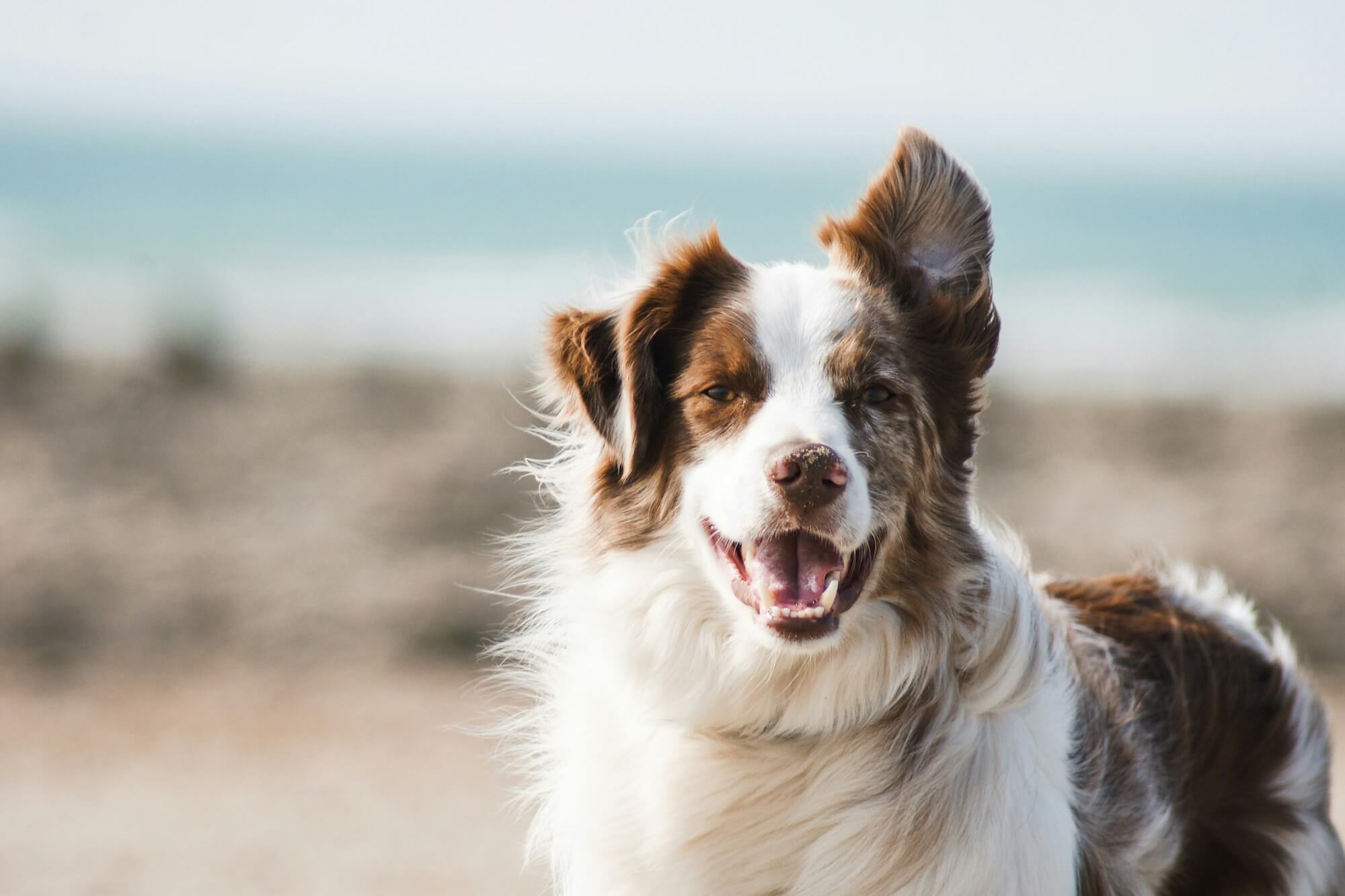 Dog look from a distant to find their favourite person