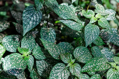 Polka Dot Plant (Hypoestes phyllostachya) pet safe indoor plant for cats and dogs