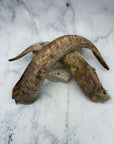 Goat Horns