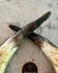 Cow Horns 1/2