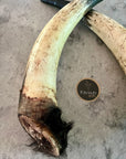 Cow Horns 1/2