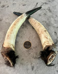 Cow Horns 1/2