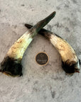 Cow Horns 1/2
