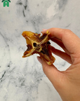 Crocodile Tail Bone Chunks