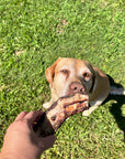 Labrador dog eating a emu neck treat dog treat snack