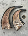 Buffalo Horn 1/2