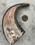 Buffalo Horn 1/2