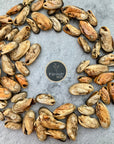 Green Lipped Mussels - Whole