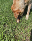 Video of a Labrador dog eating a emu neck treat dog treat snack in Australia