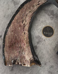 Buffalo Horn 1/2