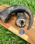 Buffalo Horn dog chew