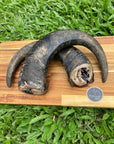 Buffalo Horn Dog Treat