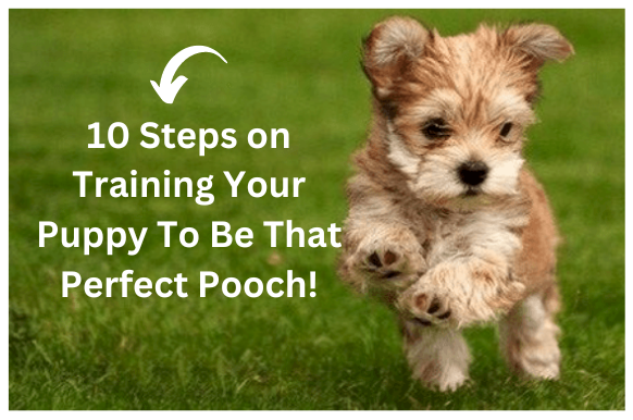 10 Steps on Training Your Puppy To Be That Perfect Pooch!