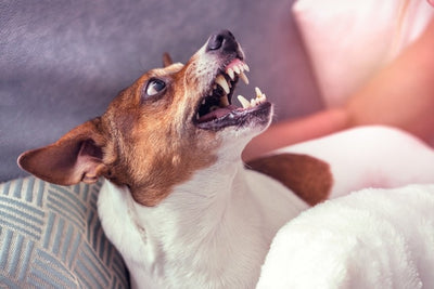 Understanding Aggression in Dogs and How to Manage It