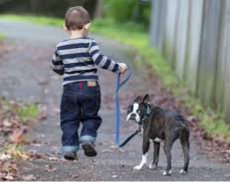Dog and child walking together being friends
