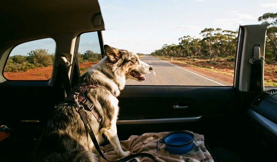 A dog in a harness looks out at a long Australian outback road with red earth and gum trees, capturing the adventurous spirit of a summer road trip.