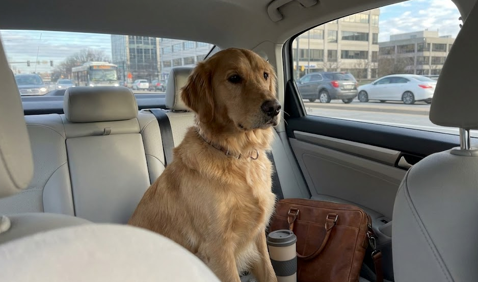 A golden retriever sits in a car next to a briefcase and coffee, commuting through a city—a perfect visual for the modern "pets at work" lifestyle.