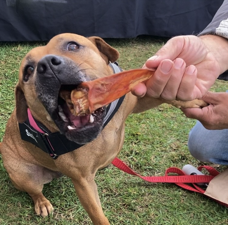 Dog eating a pet chew which may contain glycerin
