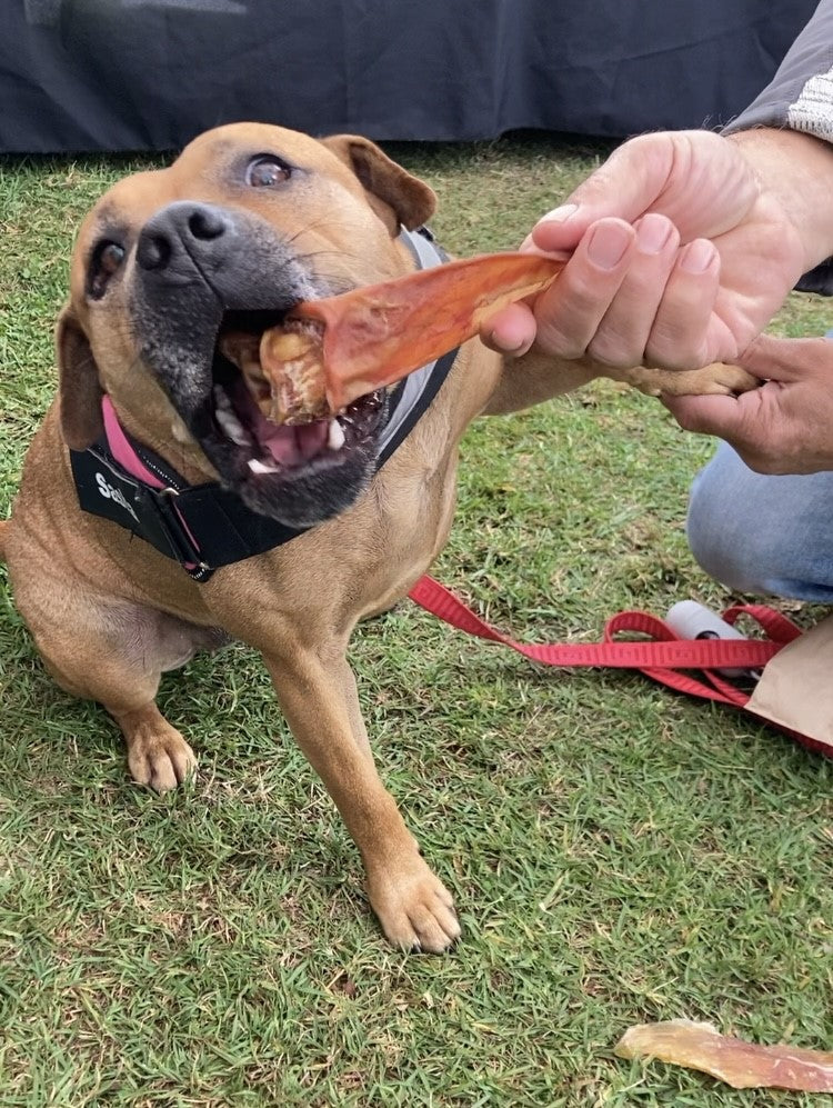 Giving a chew treat to a pet dog