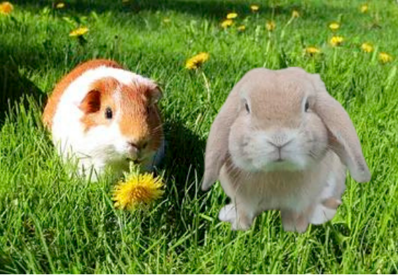 Guinea Pig and Rabbit living together