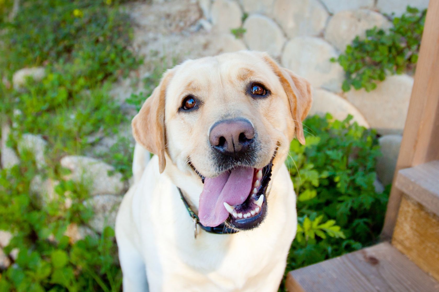 A very happy labrador dog