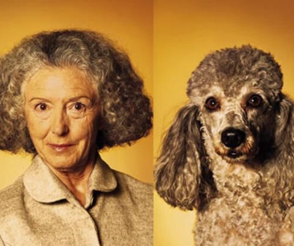 Lady and poodle looking like the same personality type