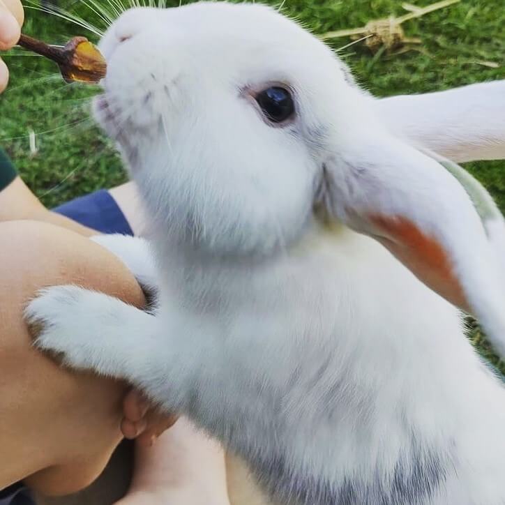 Rabbit eating