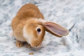 Rabbit with head tilt a common health illness