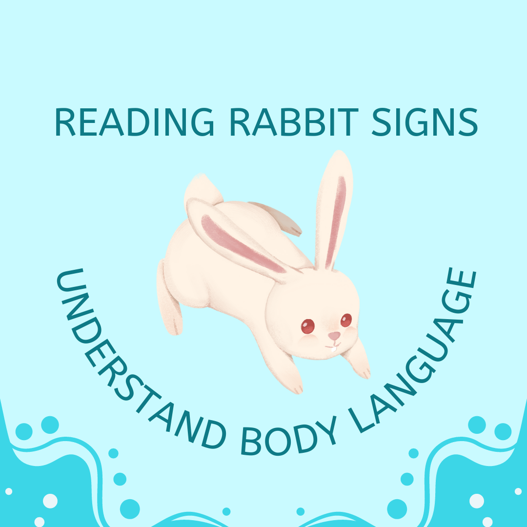 Rabbit Ear Language | Bunny Ear Positions Meaning – IVMR