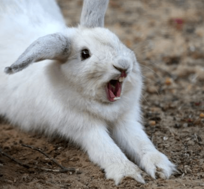 Rabbit opening its mouth to show healthy teeth