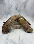 Goat Horns
