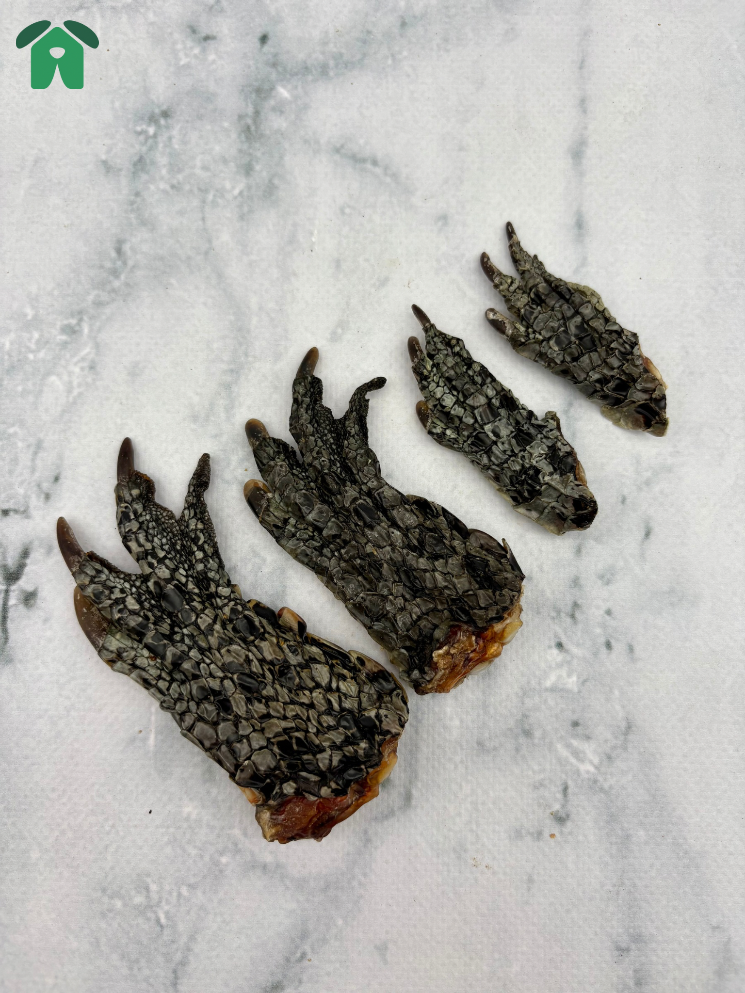 Crocodile Feet