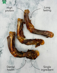 Crocodile Leg Bones