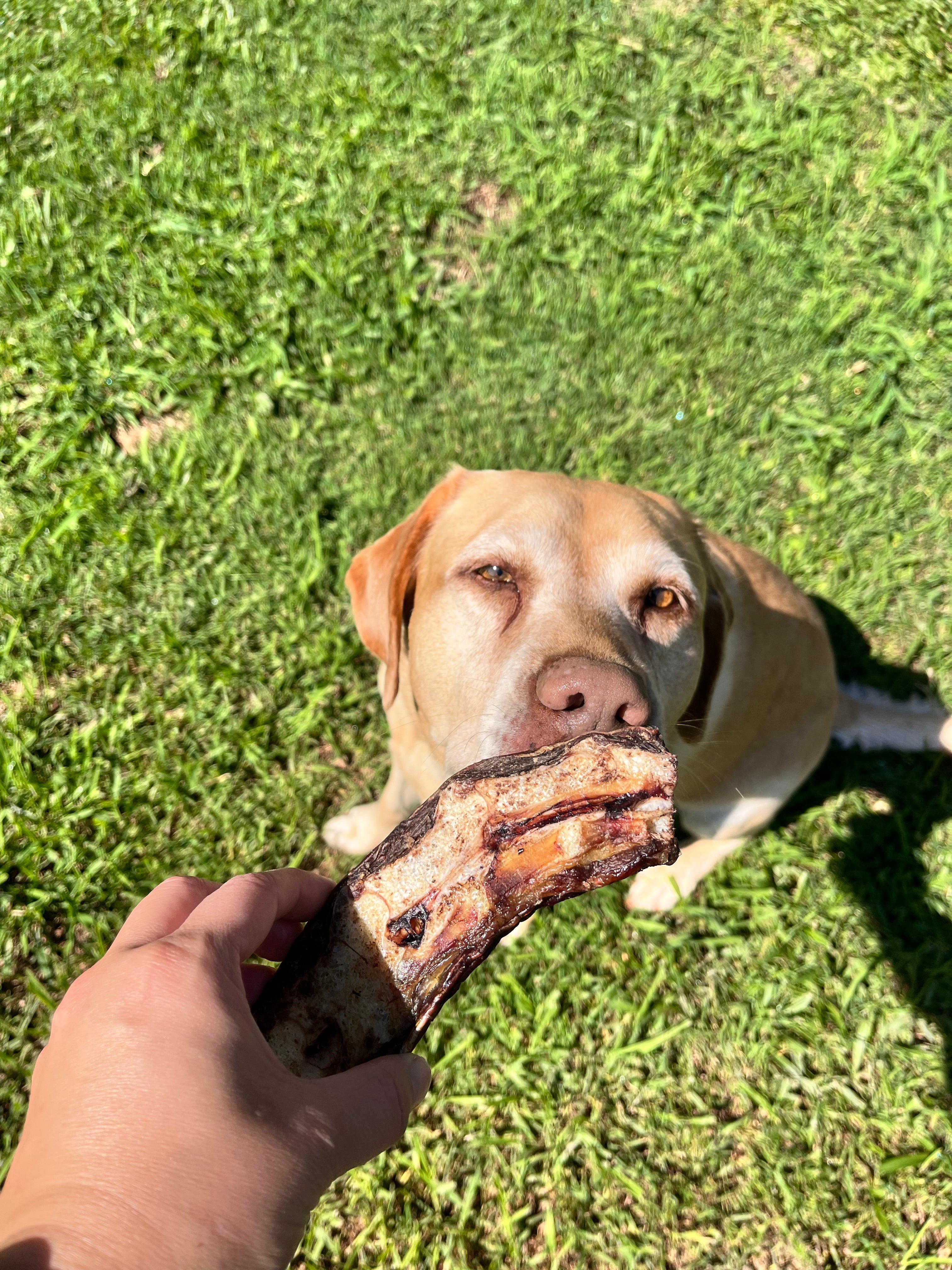 Labrador dog eating a emu neck treat dog treat snack