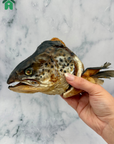 Salmon Heads