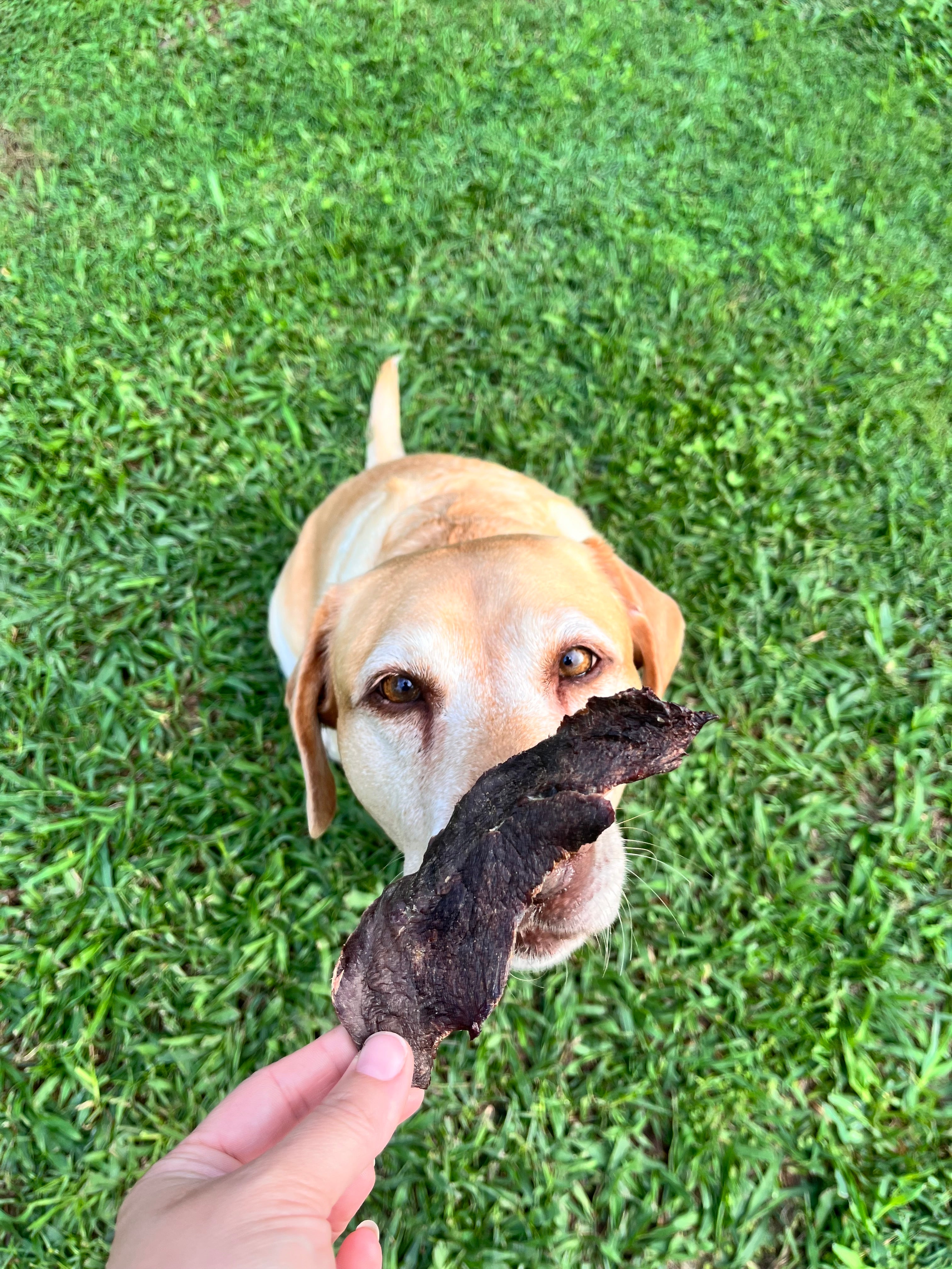 Labrador dog eating a emu treat dog treat snack