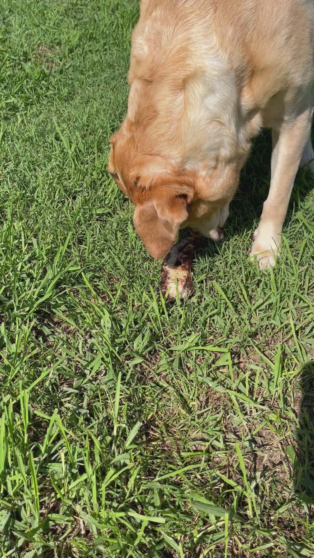 Video of a Labrador dog eating a emu neck treat dog treat snack in Australia