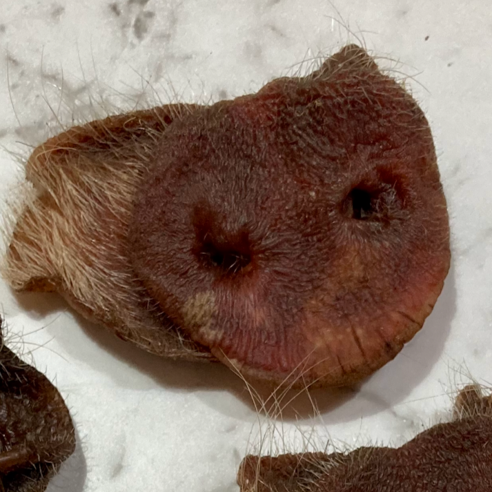 Farmer Pete's Pig Snouts, all-natural, Australia made.