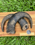 Buffalo Horn dog chew by Farmer Pete's